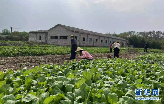 图为孝感市大悟县刘集镇沙河村村民在抢种速生绿叶蔬菜。新华网发 易荣波摄