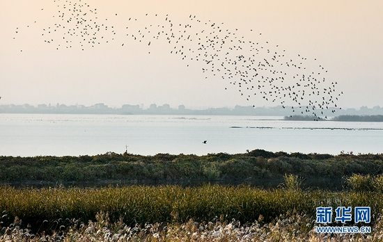 时值候鸟迁徙季，近期大批鸟儿飞抵武汉沉湖湿地自然保护区越冬。新华网发 叶萍摄