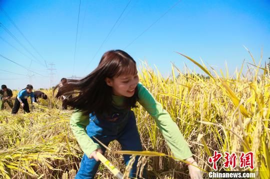 学生体验割稻 陈冲 摄