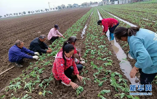 图为襄阳市襄州区古驿镇驿寨蔬菜种植专业合作社,村民正抢墒种植富硒蔬菜苗。新华网发