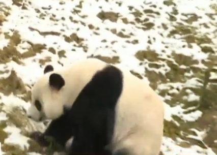 大熊猫雪地撒欢耍宝