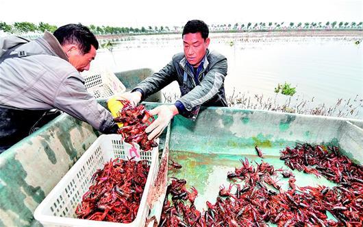 图为:3月13日,潜江市熊口镇赵脑村万亩虾稻共作基地,2018年潜江龙虾正式开捕,虾农赵甫平(图右)、马于林(左)捞起了第一网龙虾。(湖北日报全媒记者 魏铼 通讯员 王本伦 摄)