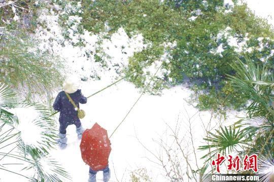 襄阳公园管理人员用竹竿敲落积雪 涂玉国 摄