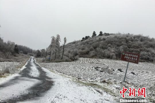 湖北牛庄乡迎“春雪”。 罗金艳 摄