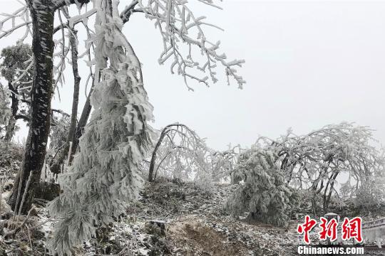 牛庄乡现迷人雪景。 周祖熙 摄