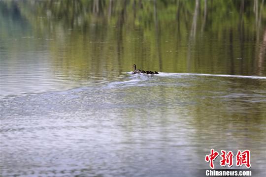 绿头鸭妈妈带着小野鸭觅食 张久国 摄