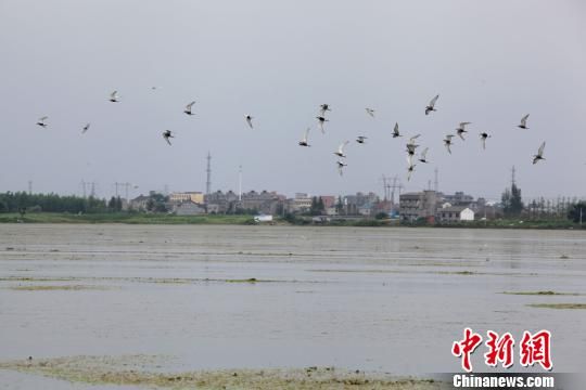 金湖的湖面上各种水鸟飞来飞去　钟欣　摄