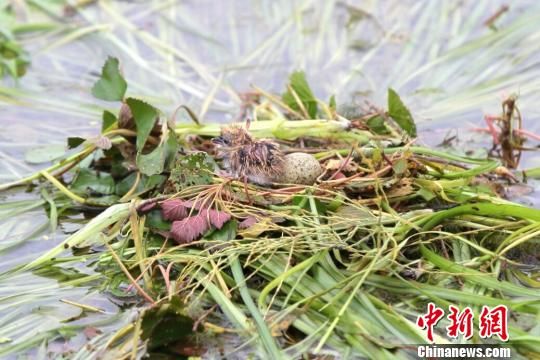 野菱等浮叶植物是很多水鸟赖以生存的栖息地 钟欣 摄