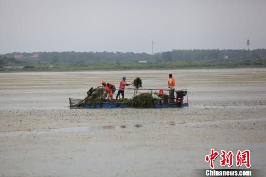 打捞人员正在清理野菱及浮在水面的枯草断枝 钟欣 摄