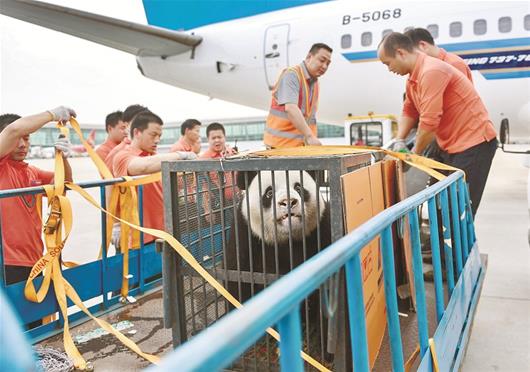 图为“伟伟”准备登机 楚天都市报记者李辉刘中灿摄