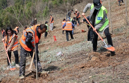 图为郧西县干部群众在经济林地栽种山桐子。新华网发 徐军 摄