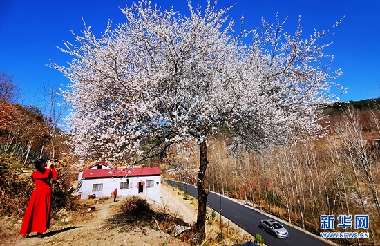 湖北省荆门市东宝区栗溪镇大山深处野樱桃花盛开，红白相间，云蒸霞蔚绵延数公里。新华网发 朱俊波摄