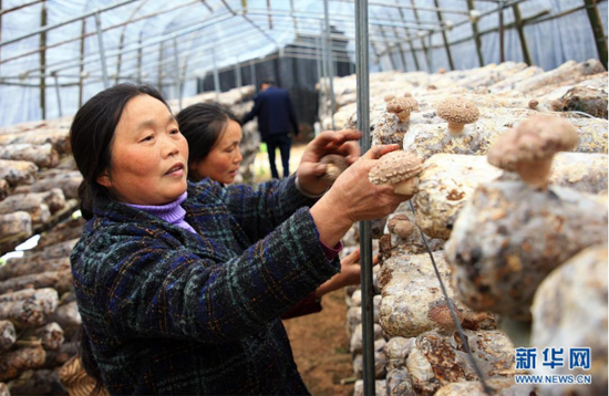 4月14日，十堰市竹溪县龙坝镇岩屋沟村的村民在香菇产业基地采摘香菇。新华社发（周明鑫 摄）