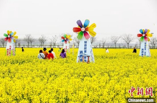 游客在油菜花海中行走。张畅 摄