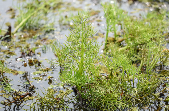 国家重点二级保护野生植物粗梗水蕨