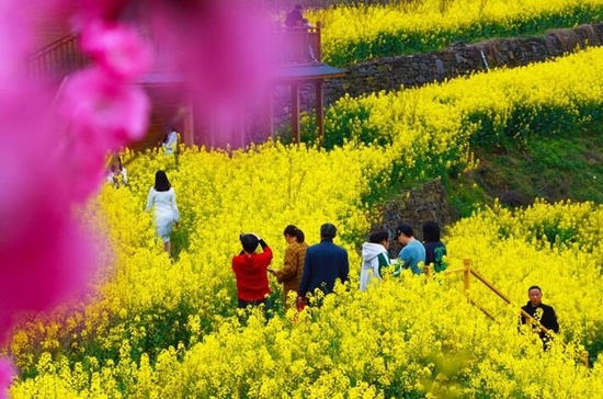 图为游客观赏油菜花。