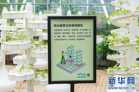 图为阳台蔬菜立体栽培和生菜无土栽培(水培)技术展示。新华网发