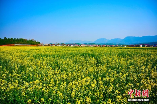 图为油菜花铺展开一片金色的海洋。 刘康 摄