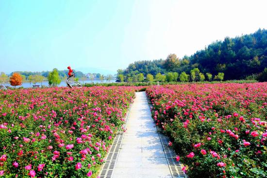 2018第二届武汉黄陂木兰玫瑰艺术节开幕