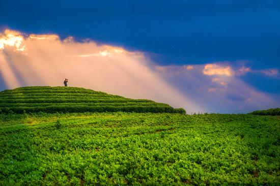 推介会将于4月27日举办 邀您共赏山水江夏品田园茶香
