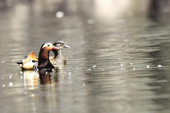 水鸟|天净任鸟飞水美凭鸟戏 每年逾百万只越冬水鸟翩然来鄂