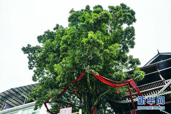 图为湖北恩施州利川市毛坝镇新华村的珍稀植物“巴东木莲”古树