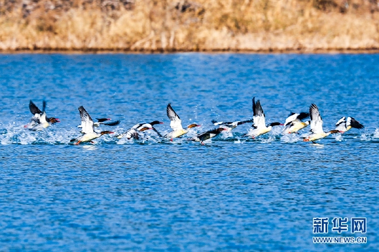 图为湖北当阳青龙湖国家湿地公园内，成群候鸟戏水。新华网发 金荣军 摄