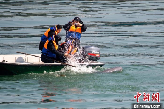 渔政人员紧急救援被困江豚。　杨河　摄