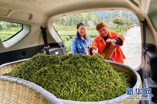 图为湖北省恩施市白果乡长鹰坝村村民将采摘的新鲜茶叶卖给上门收购的茶商。新华网发 张远明摄