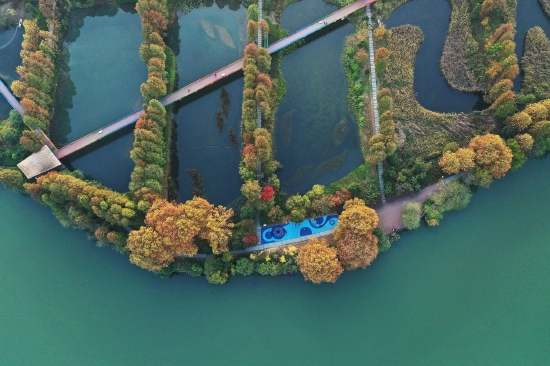 2021年11月18日 吴伟摄于东湖湖中道湿地公园 五彩缤纷，七彩迷离，勾出一幅秋天的童话