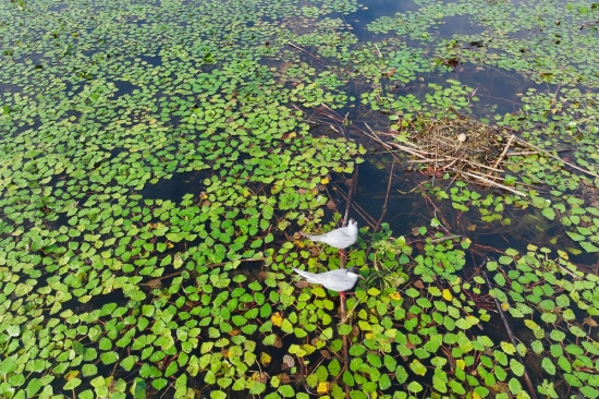 沉湖湿地上，须浮鸥在遍布野菱的湖面筑巢繁殖  秦炎摄