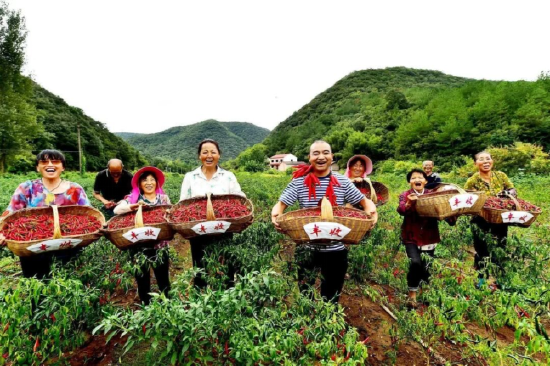 南漳县东巩镇碑垭村航源种植专业合作社的员工在采摘辣椒。 熊明银 摄
