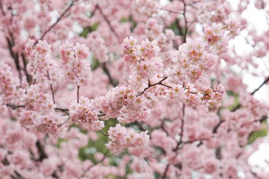 2019武汉东湖樱花节开幕 赏樱时间延长至4月