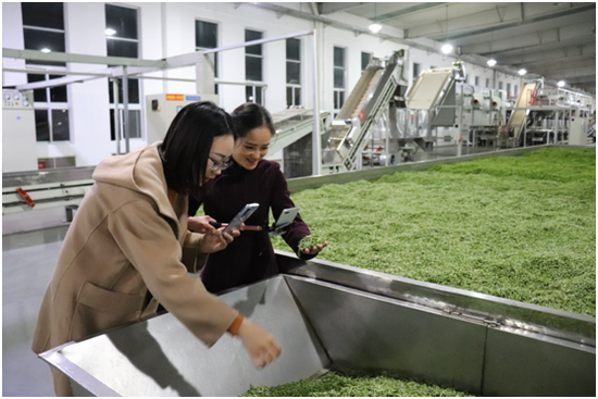 (通过直播向消费者展示采花毛尖春茶开园到生产加工全过程,让消费者更加了解一杯芽嫩汤鲜的采花毛尖春茶是如何从田间走入百姓生活的。)