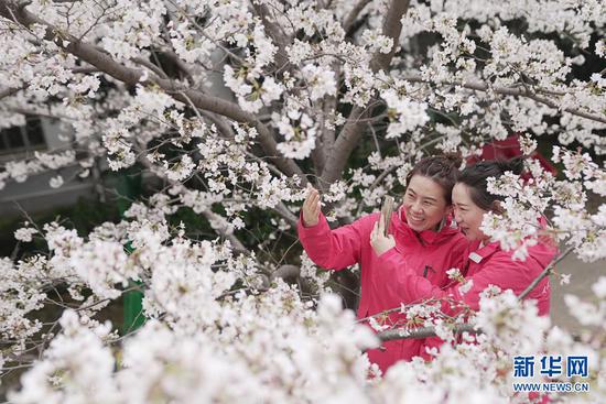 3月13日，武汉雷神山医院医护人员在樱花树下赏花。当日，武汉大学抗疫医护人员赏樱专场启动，来自全国各地的援鄂抗疫英雄在樱花树下重逢，尽享樱花之约。新华社记者 熊琦 摄