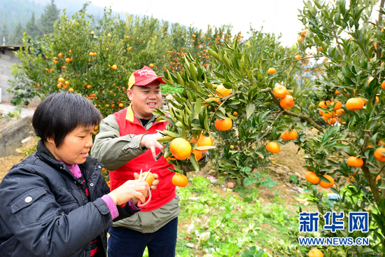 圖為宋家梁子村村民在采摘柑橘。新華網(wǎng)發(fā) 王祖滿(mǎn) 攝