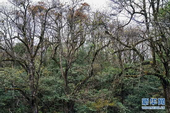 图为11月9日拍摄的湖北咸丰坪坝营国家森林公园鸡公山原始森林。