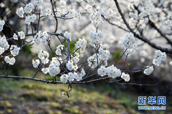 湖北省南漳县城关镇大山村千亩樱桃花竞相绽放。 新华网发 鲁宏摄