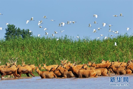 图为石首麋鹿国家重要湿地。湖北省林业局供图