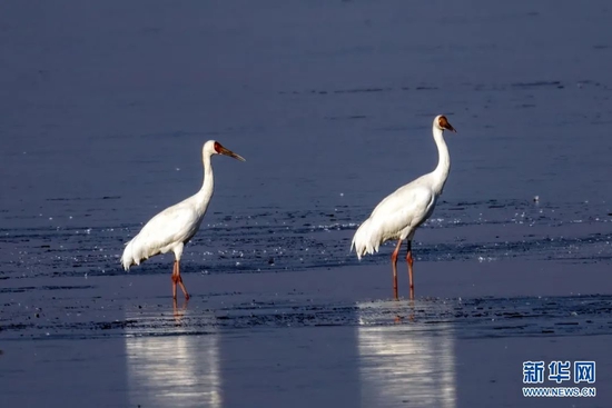 大量候鸟飞临沉湖国际湿地越冬。新华网发 魏斌摄
