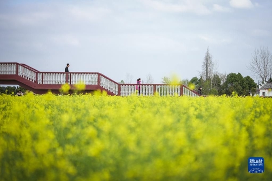3月17日，游客在湖北省沙洋县曾集镇张池村油菜花核心景区拍照。新华社记者伍志尊 摄