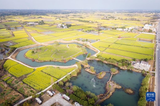3月17日在湖北省沙洋县曾集镇张池村拍摄的油菜花田美景(无人机照片)。新华社记者伍志尊 摄