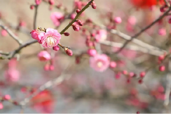 蔡山晋梅▲