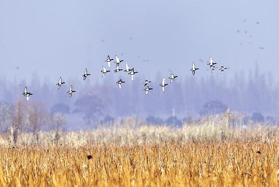 水鸟|天净任鸟飞水美凭鸟戏 每年逾百万只越冬水鸟翩然来鄂