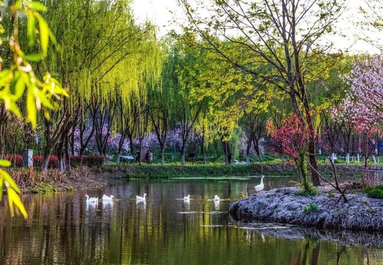 明月公园 (摄影者 雷昕山)