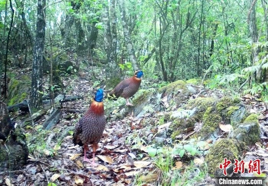 湖北堵河源保护区发现国家二级保护动物红腹角雉　湖北竹山县林业局供图