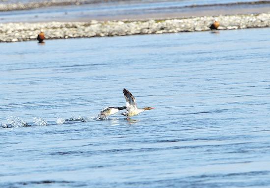 水鸟|天净任鸟飞水美凭鸟戏 每年逾百万只越冬水鸟翩然来鄂