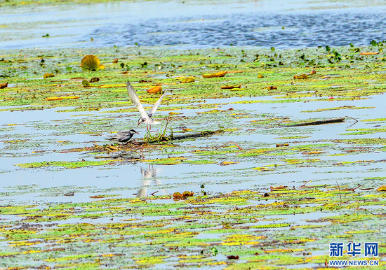 在老观湖国家湿地公园观测到的须浮鸥。新华网发