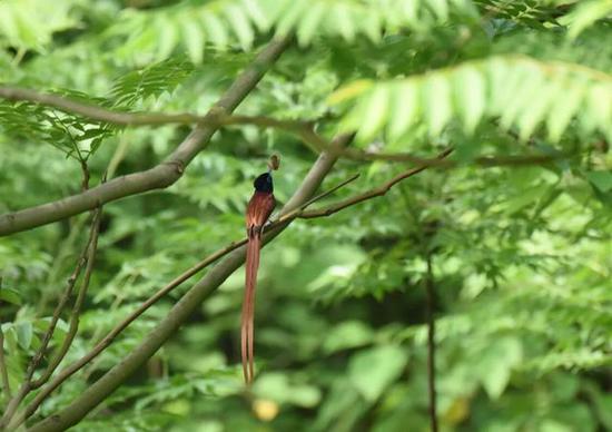 寿带鸟栖息在树枝上的场面