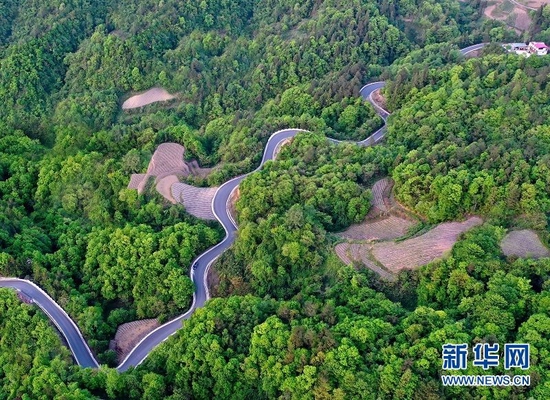 图为湖北省恩施市新塘乡校场坝村的公路蜿蜒曲折，宛若一条玉带镶嵌在林海之中。新华网发 张远明摄